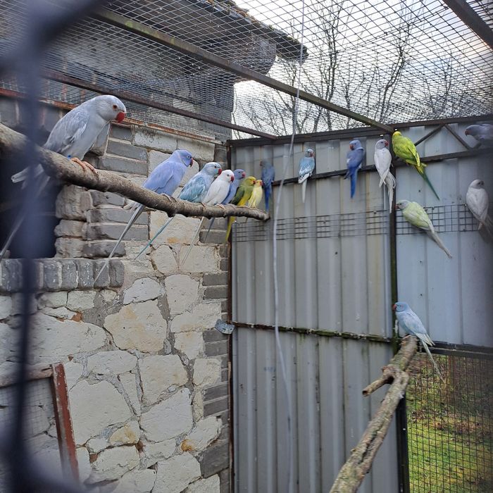 Aleksandretta aleksandretty