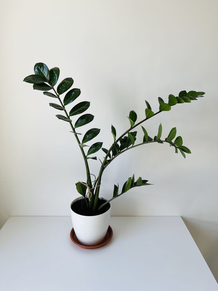 Hoja, monstera monkey, epipremnum, zamiokulkas