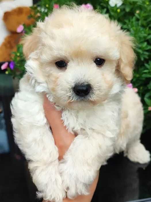 Maltipoo disponível