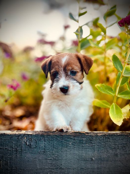 Jack Russell Terrier