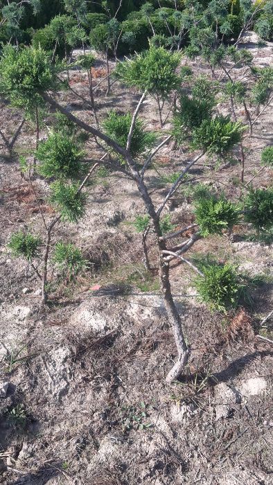Bonsai formy wycięte ozdoba ogrodu