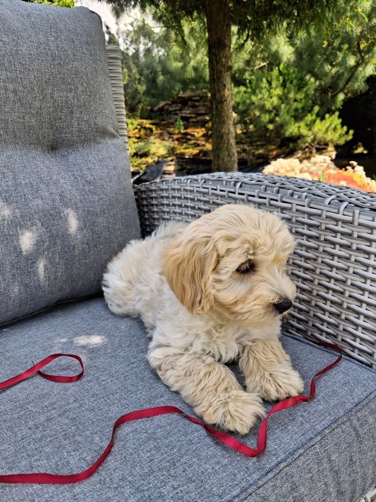Śliczna suczka Maltipoo
