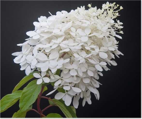 Hortensja bukietowa / Hydrangea paniculata PHANTOM