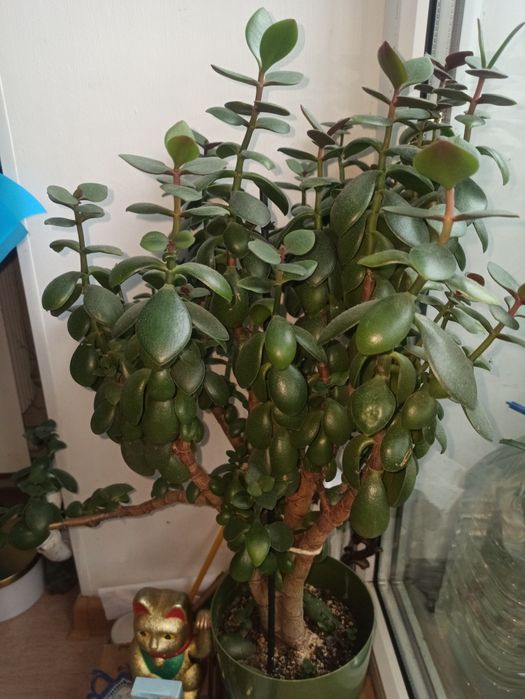 Продам грошове дерево різних розмірів,25-250