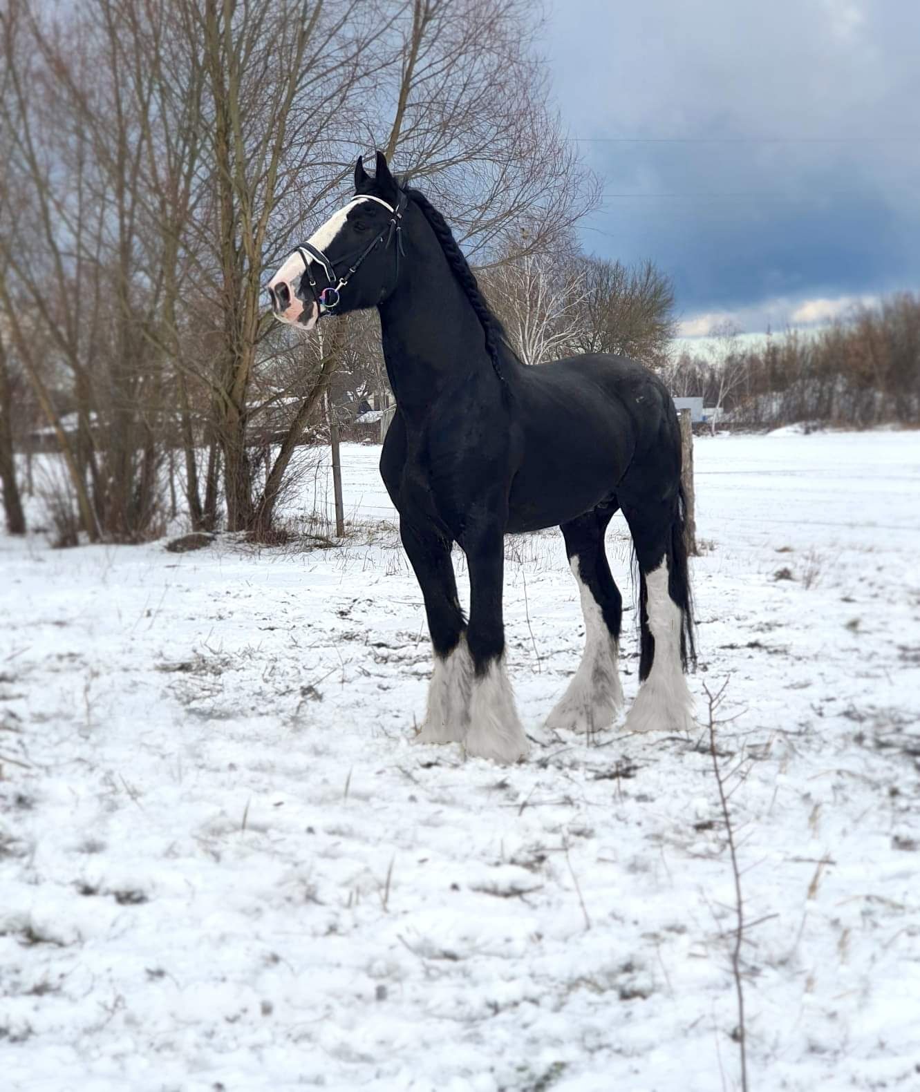 Piękny ogier Shire, wysoki 195cm  licencja SHS i PZHK