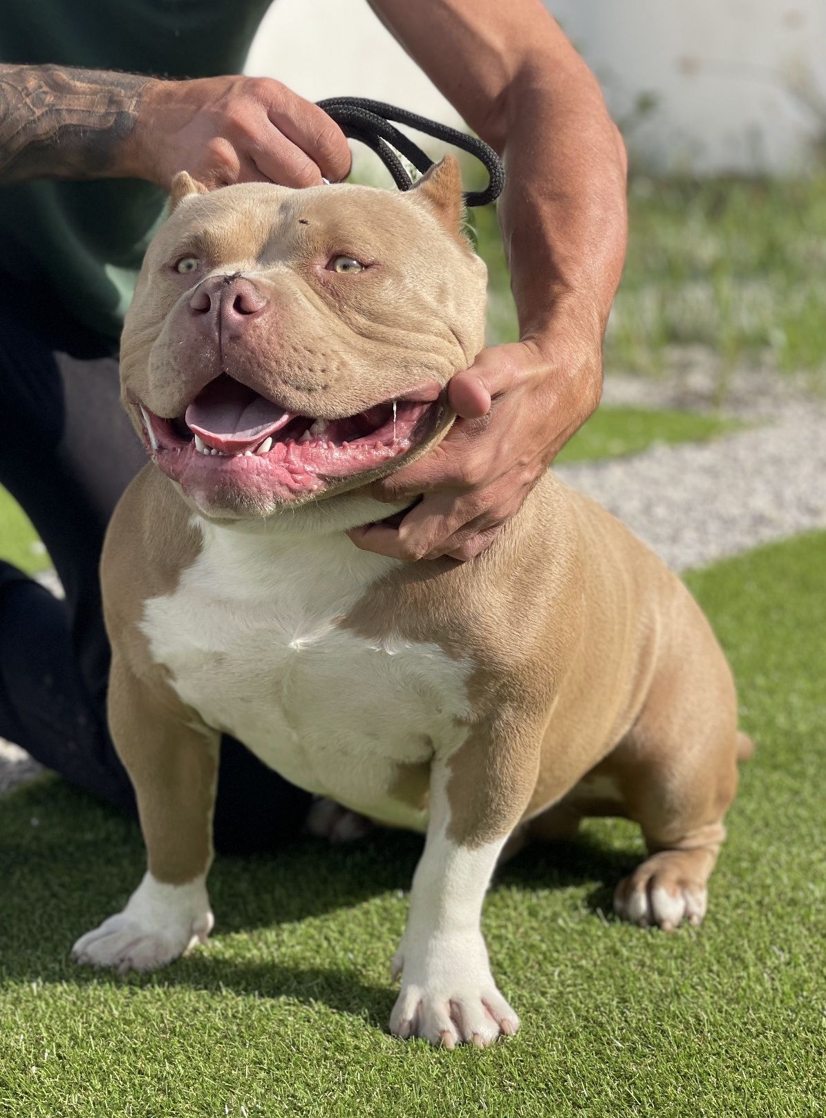 American Bully Pocket Montas