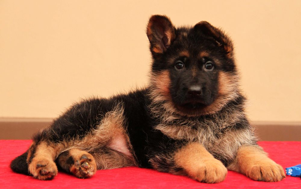 Дуже гарна, преспективна, стандартна сука, відкрито бронювання.