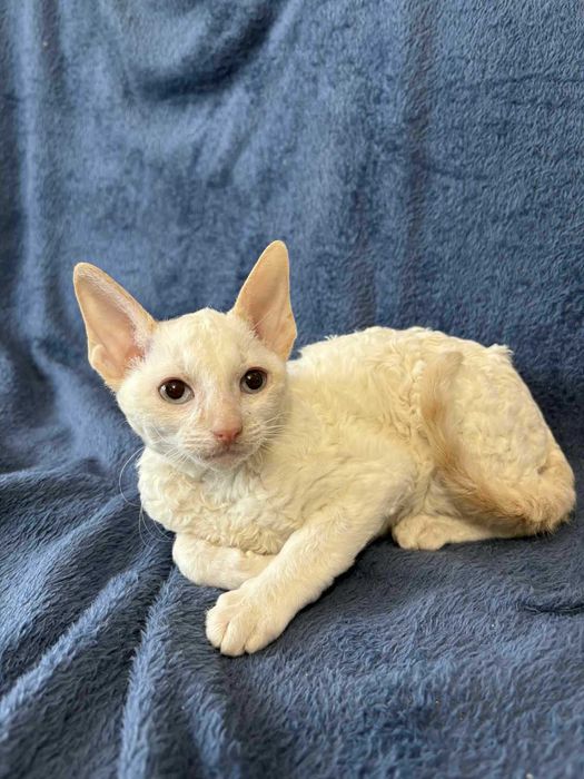 CORNISH REX - Dostępny kocurek o imieniu ZEUS Hodowla: MatiMalwa*PL