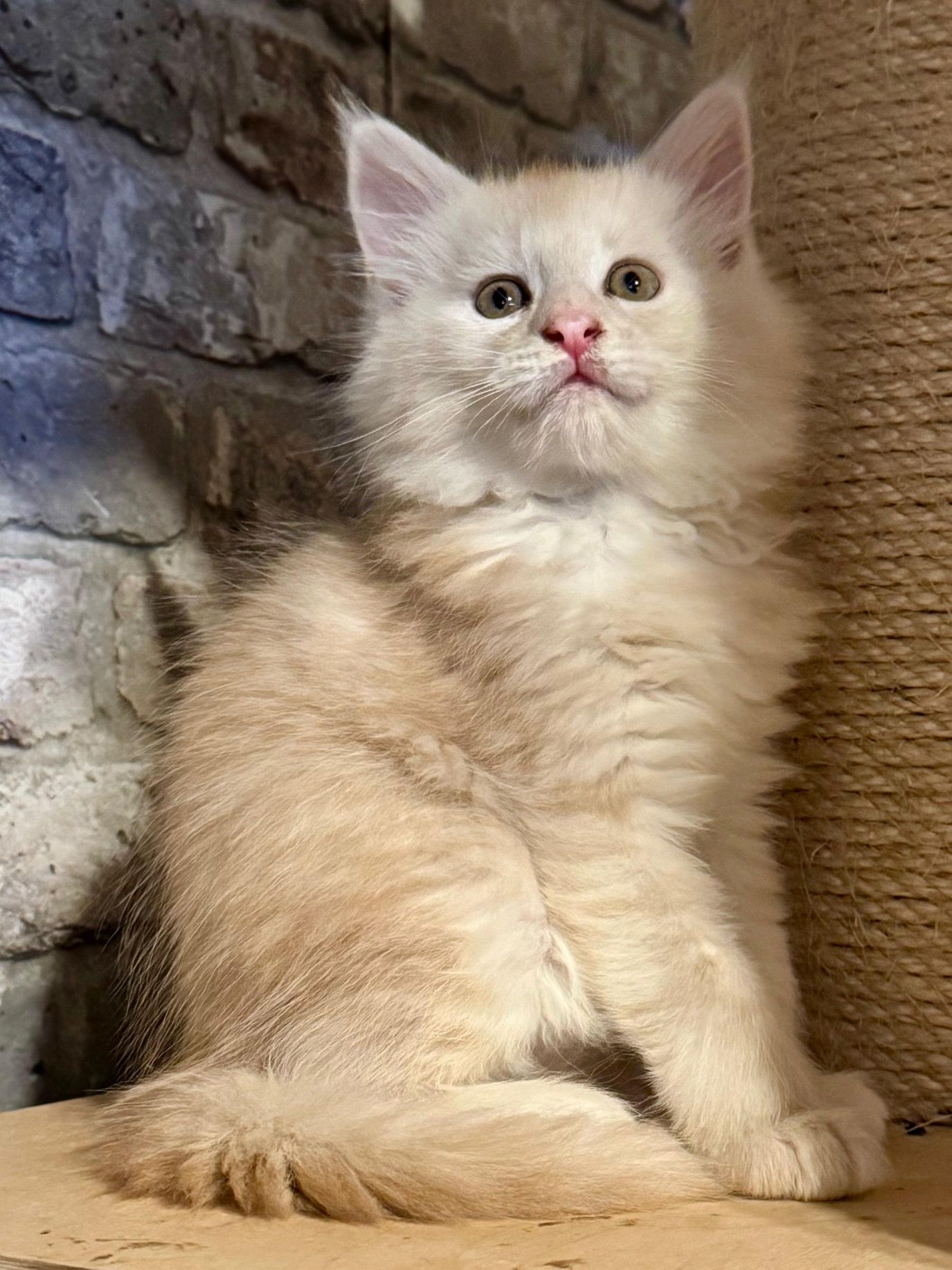Maine coon kot MCO Maine coon