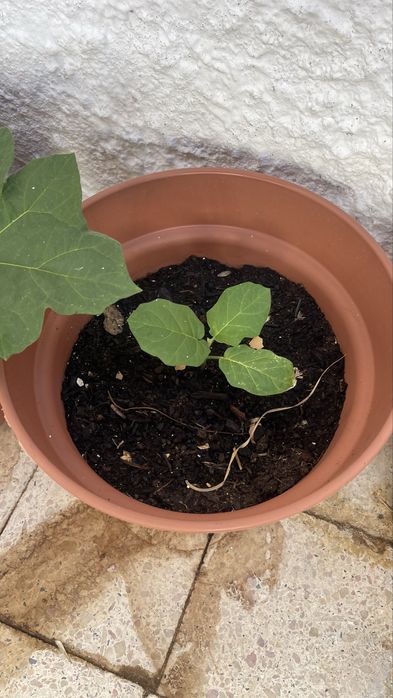 Mudas de Pé de Jurubeba – Planta Medicinal e Ornamental