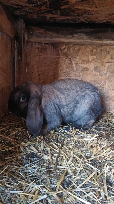 Baran francuski króliki