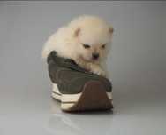 Pomeranian MIŚ szpic miniaturowy