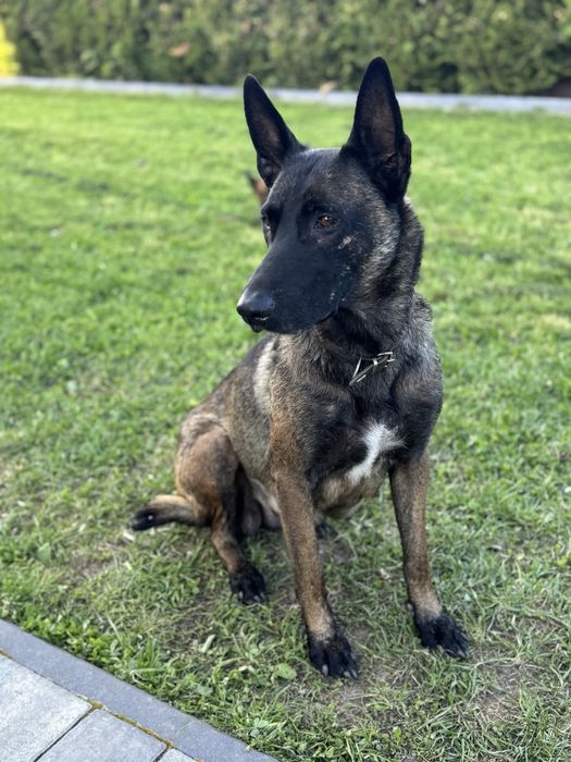 Szczeniak Owczarek Belgijski Malinois FCI