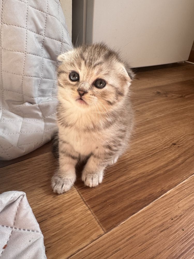 Шотландське висловухе кошеня