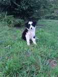 Suczka Border Collie