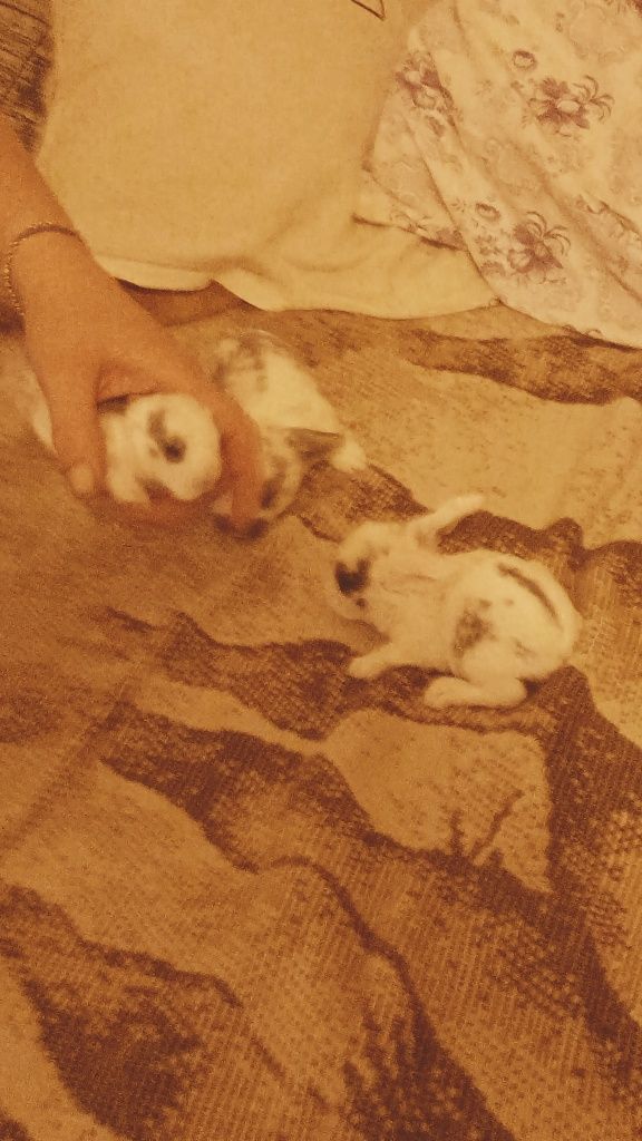 Króliki baranki mini lop