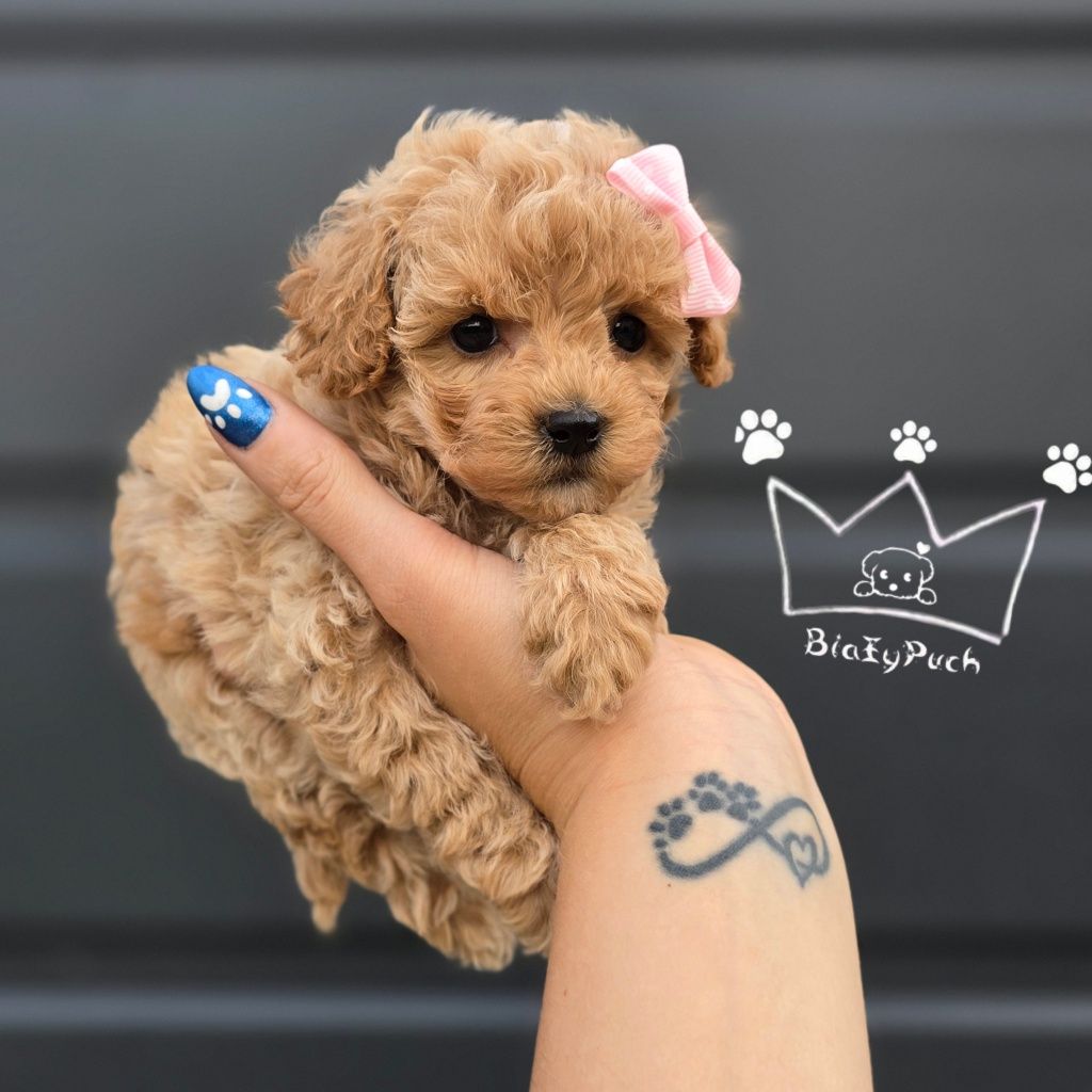 Pudel toy bichpoo suczka maltipoo badania paszport wyprawka