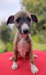 Whippet rodowód ZKwP/ FCI