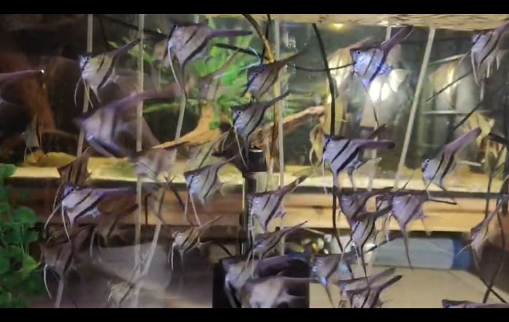 MISIEKZOO Pielęgnice - Skalary Santa Isabel