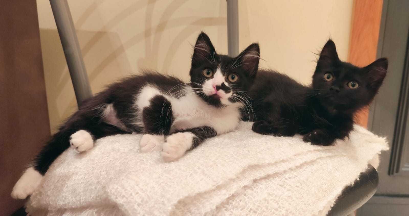 Gatinhos para adoção responsável