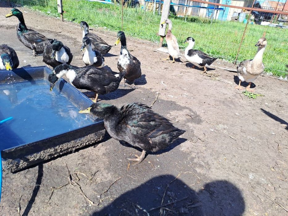 Kaczki dworki i gęsi / tusza