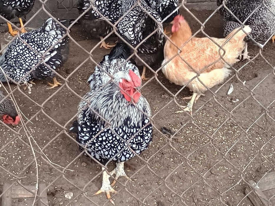 Kury i koguty wyandotte