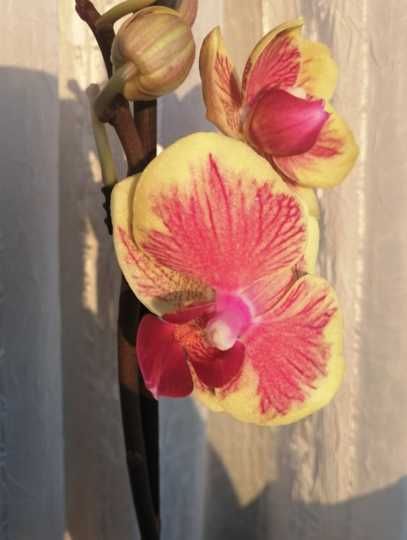 Орхидея фаленопсис  КАКАДУ.   W 22 / FM 1452 Phal.Fangmei Sweet