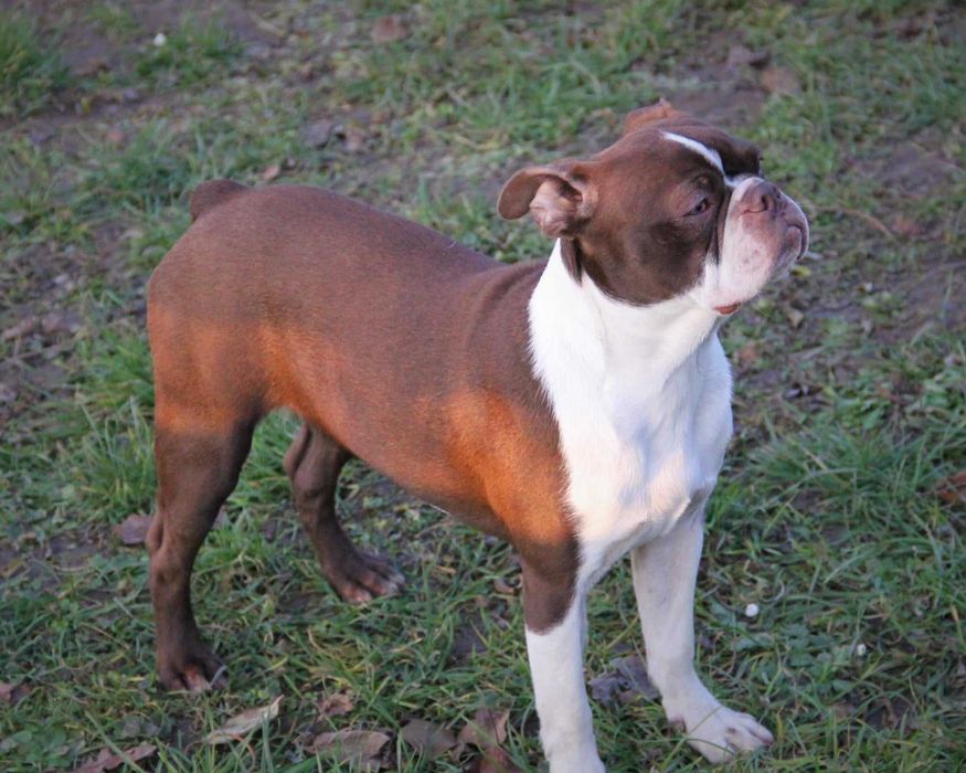 Boston Terrier color  aktualne