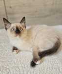 Piękna kotka ragdoll
