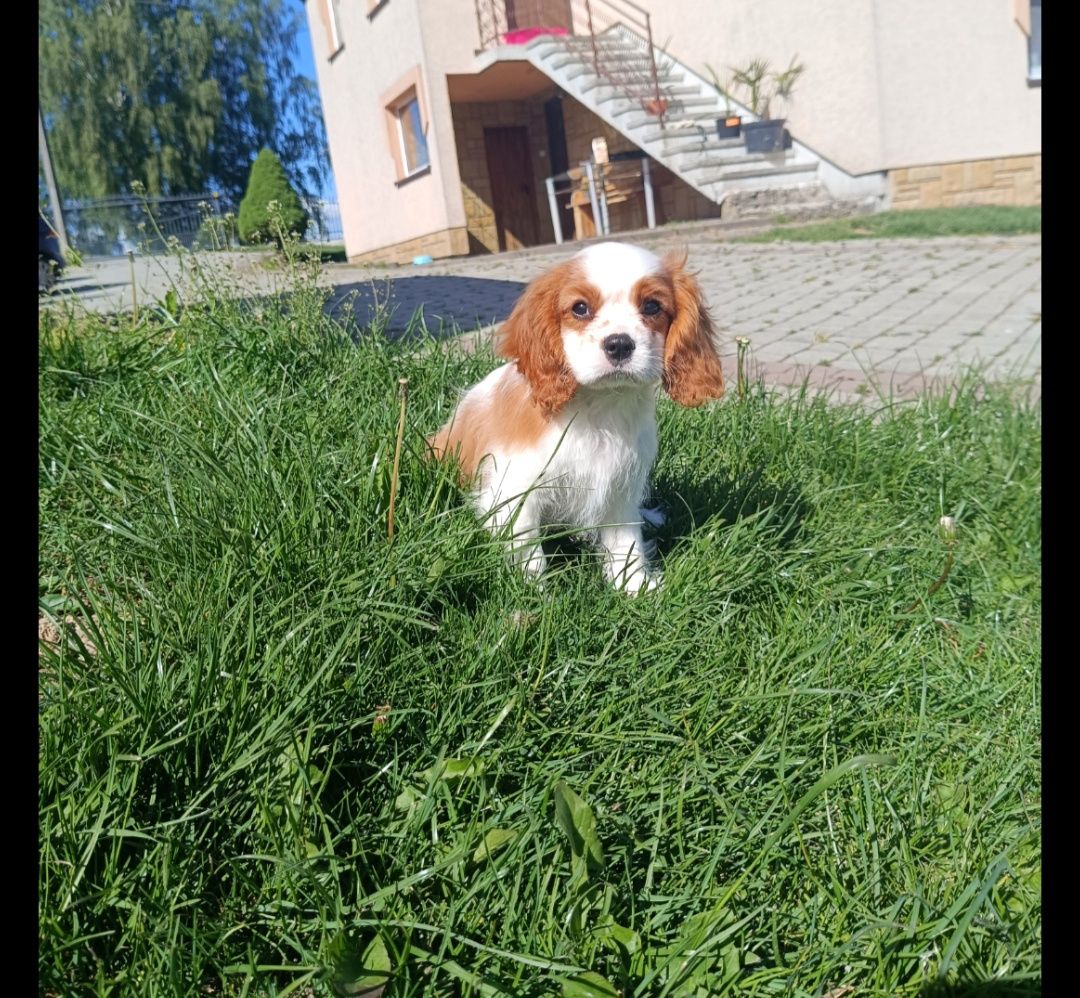 Cavalier King Charles spaniel ZKwP FCI szczenię