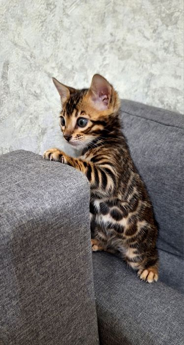 Бенгальські кошенята
