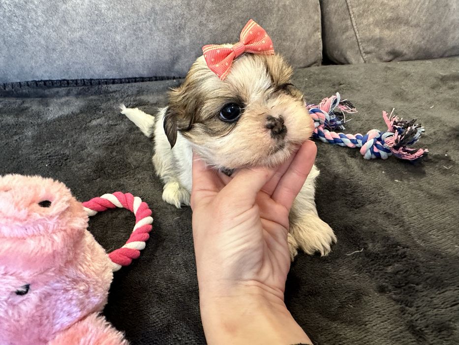 Shihtzu fêmea  Linda