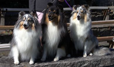 Owczarek Szetlandzki - sheltie blue-merle & tricolor