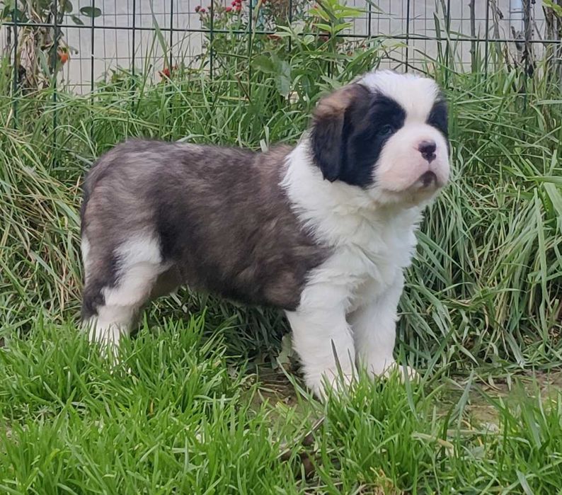 Do rezerwacji-Cudowna długowłosa dziewczynka Bernardyn (rodowod FCI)