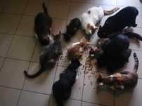 Uratowane zwierzaki do adopcjii