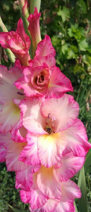 цибулини гладіолусів / луковицы гладиолусов / гладіолус / гладиолус