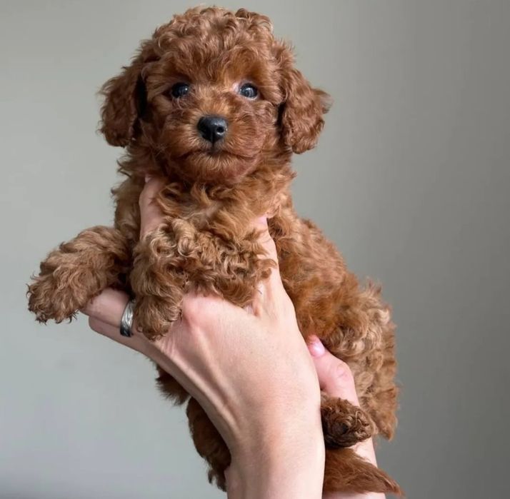 Малиш Ред Браун,