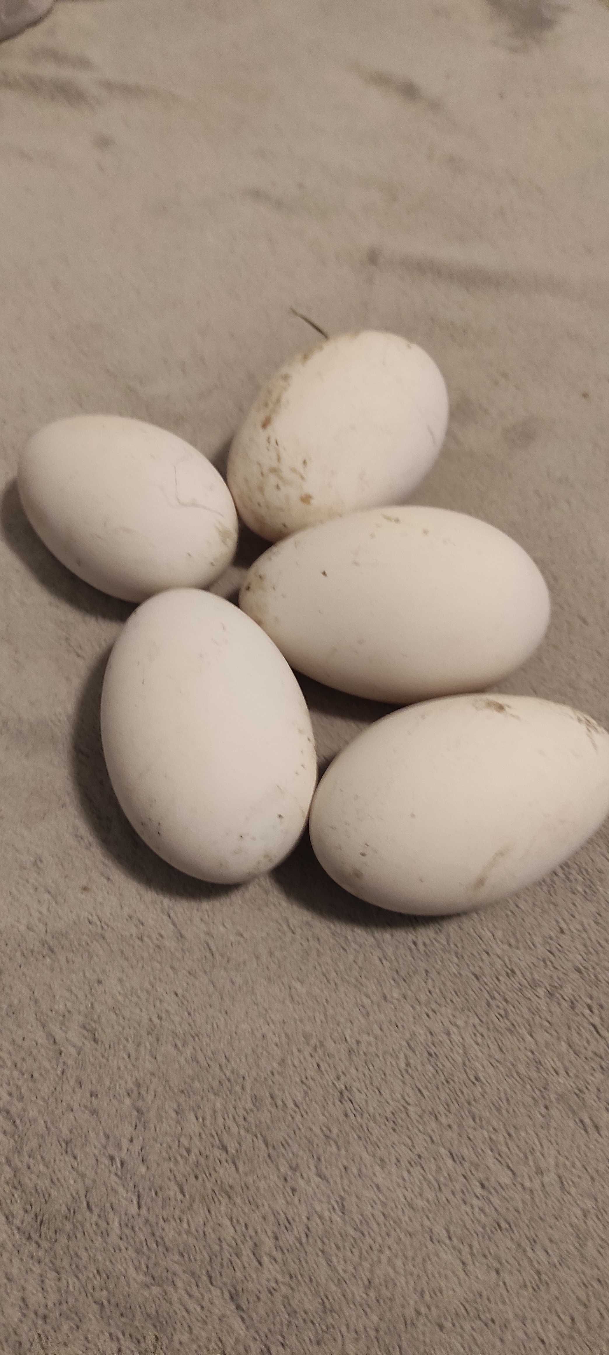 Jaja lęgowe gęsi białej kaludzkiej