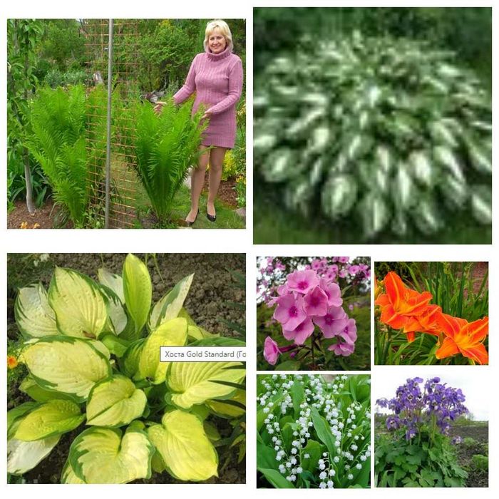 папороть - папоротник садова, сорт Орляк і  Страусине перо