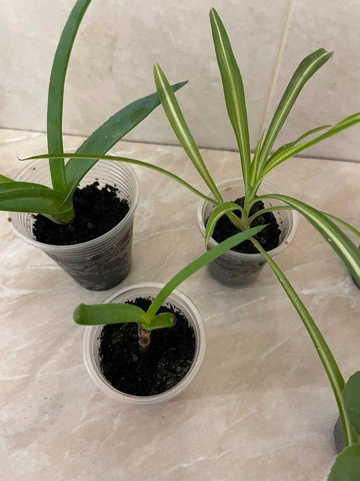 Дітки Алоє Вера/вазон