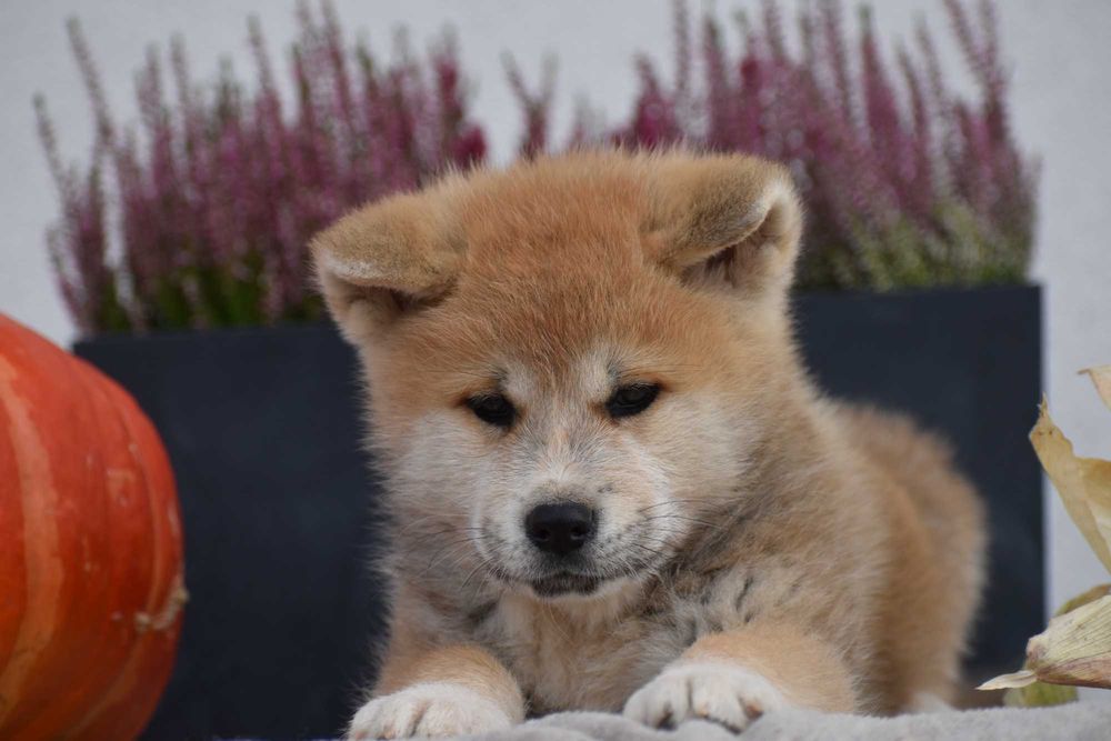 Akita, Akita Inu, Akita Japońska - Pies FCI/ZKwP