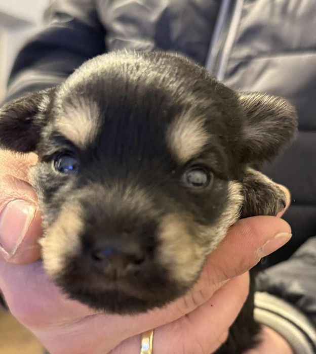 Do wydania pieski za darmo