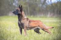 Owczarek Belgijski Malinois - piesek