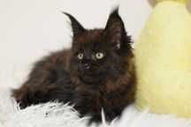 Kocurek Maine Coon LUGH/Rodowód FPL