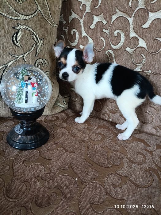 Девочка триколор