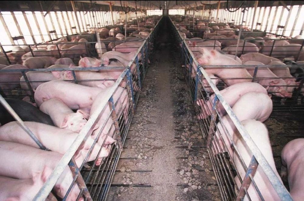 У Продажу Свині М'ясних Порід Оптом