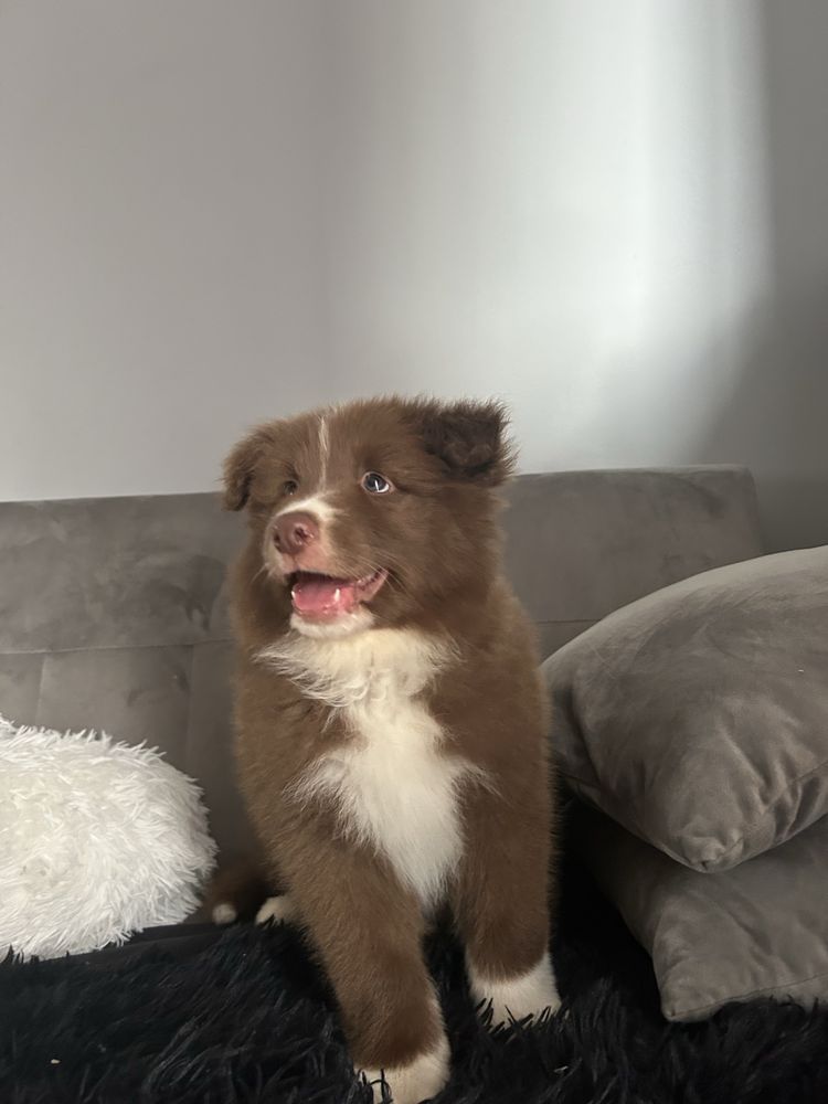Piesek border collie czekoladowo-biały