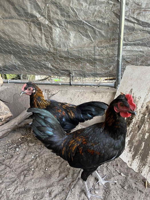 2 koguty miniaturki spokrewnione z liliputami