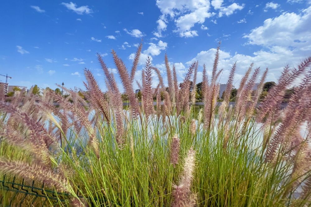 Rozplenica japońska 'Moudry' (Pennisetum alopecuroides) Doniczka 2.0L