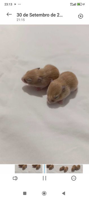 Vendo Hamster Russo